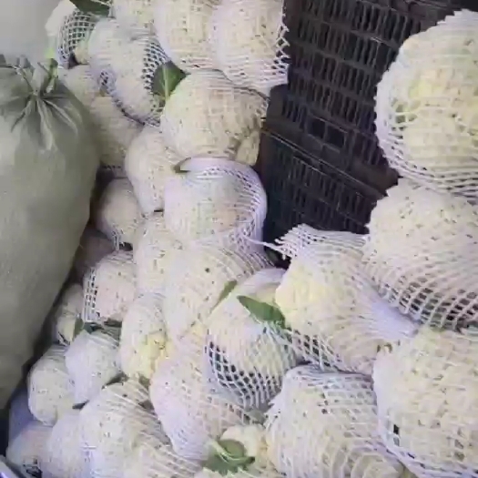 瑞安市有几花菜批发