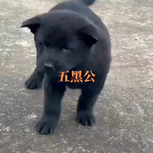 贺州五黑公。