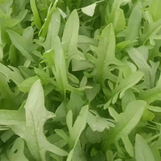 博白县甜麦菜苗