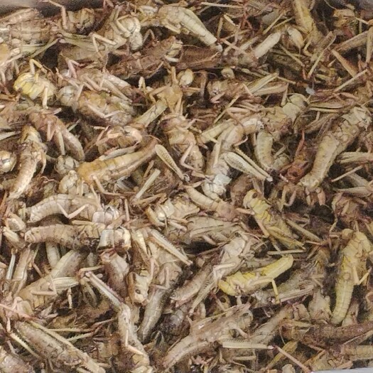 沧县去翅1.7斤彩箱！带翅3斤和10斤一箱，二茬货，颜色靓丽籽多