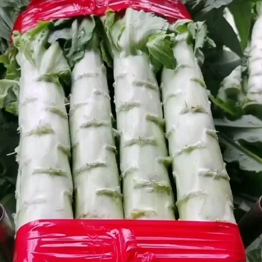 新泰市三青莴苣