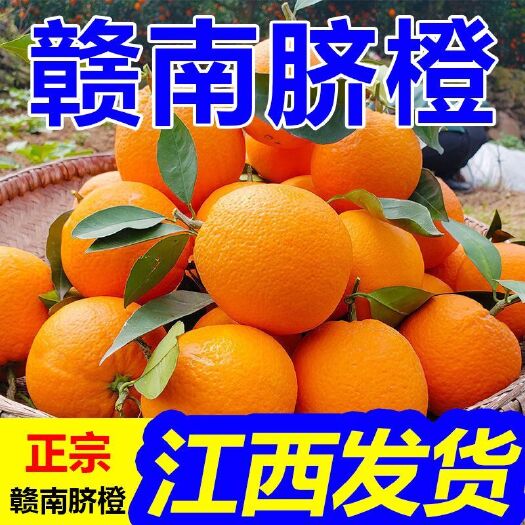 万安县赣南脐橙自种自销当季新鲜