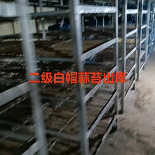邯郸白帽蒜薹