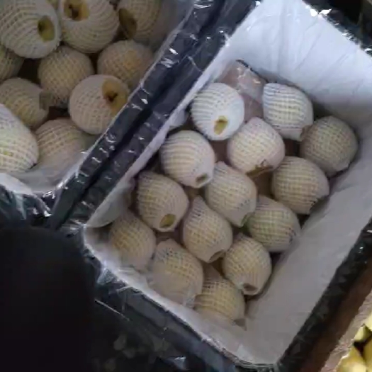 运城80以上商品贡梨