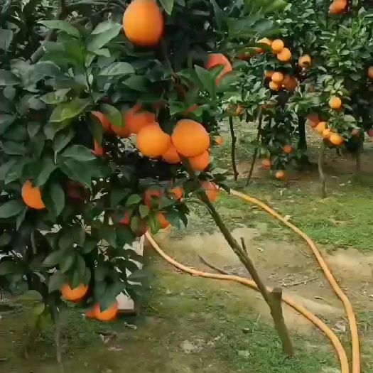 江西赣南脐橙