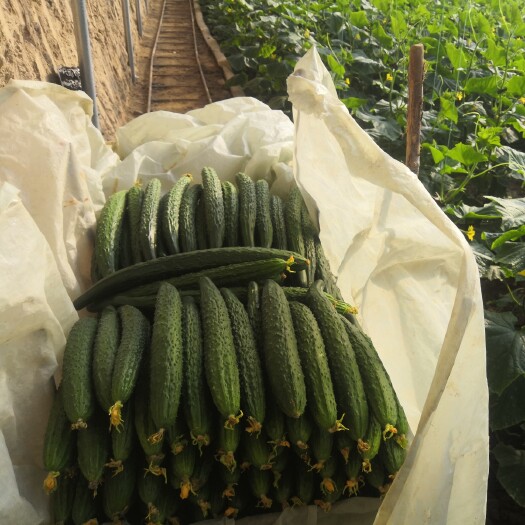大荔县精品黄瓜，干花带刺，口感微甜