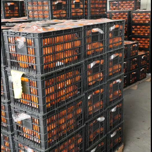 龙山县优质纽荷尔，皮薄多汁，口感甘甜，物美价廉，专业选果精品打包。