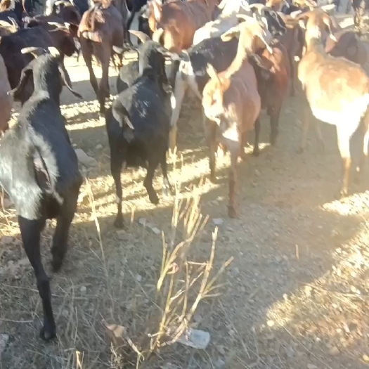 祥云县揭阳出售