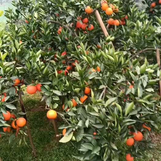 资中县资中特产塔罗科血橙