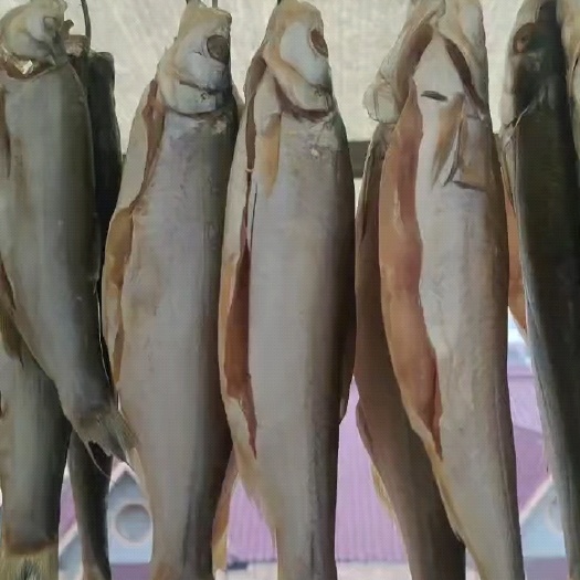 信阳风干红尾鱼