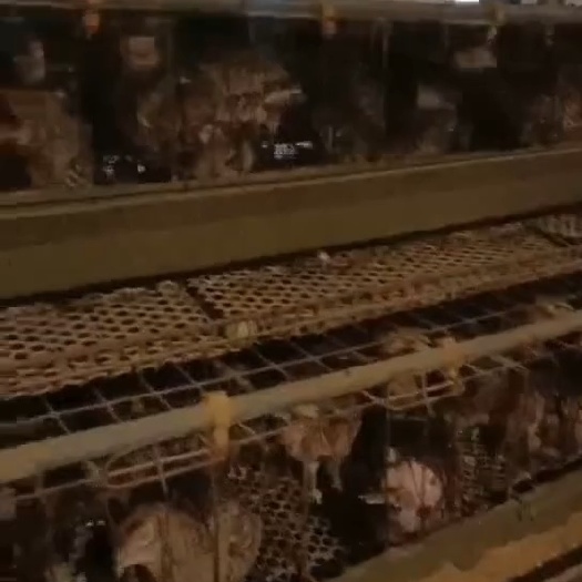 出售一批淘汰母山鸡，