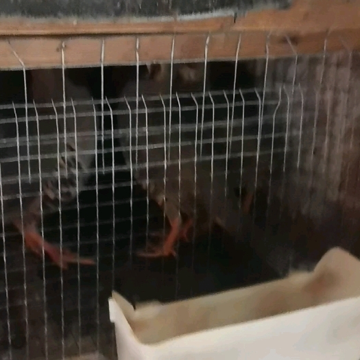 高州市人工养殖鹧鸪