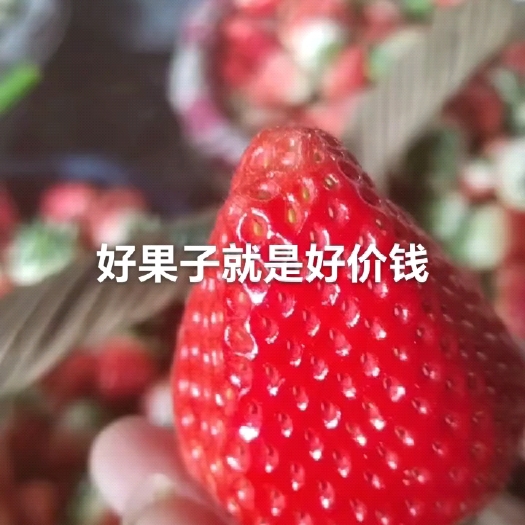阜阳天仙醉草莓
