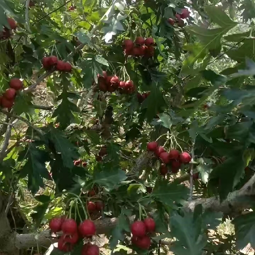 临沂甜红子山楂