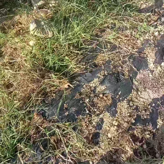 临沂山楂