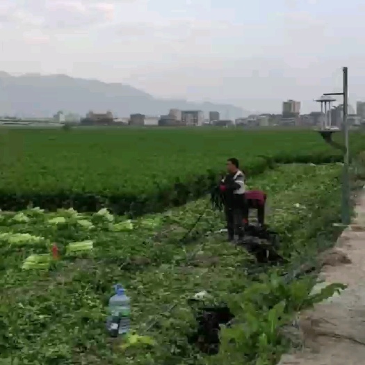 西芹
