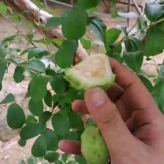北流市白色的蕃石榴