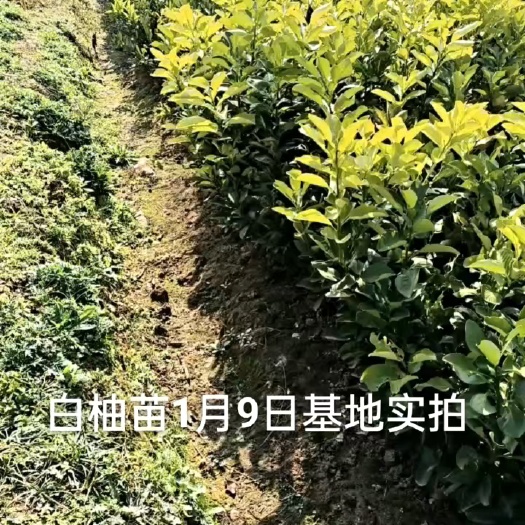 来凤县柚子苗，贡水白柚