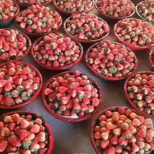固镇县精品红颜草莓