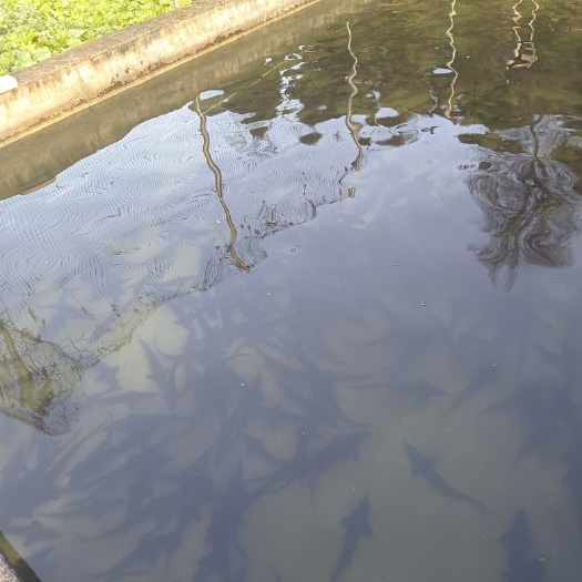 石阡县鲟鱼