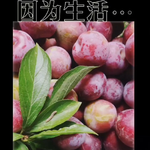 巢湖李子树苗玫瑰紫玉李子原生苗基地直供现挖现发直径0.3至0.5