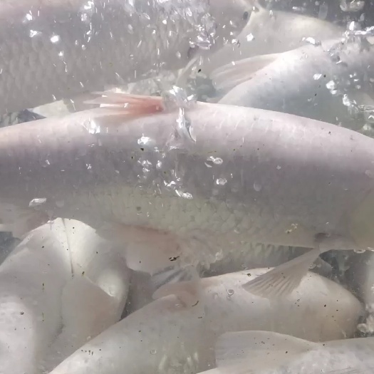 佛山吊水金丝皖