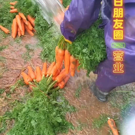 宾阳县宾阳红萝卜，三红七寸