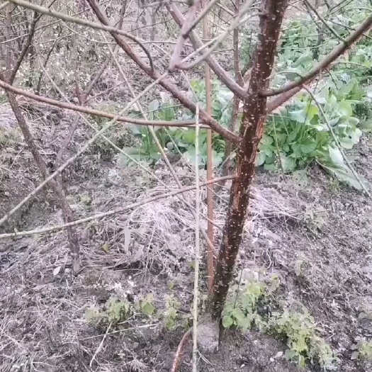 歙县安徽黄山，绿萼梅树苗，量大，粗壮！嫁接原生都有！