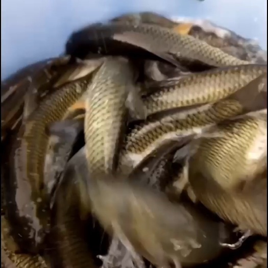 东源县万绿 湖水库大量供应鳊鱼，鲤鱼，草鱼，白七鱼水产批发配送