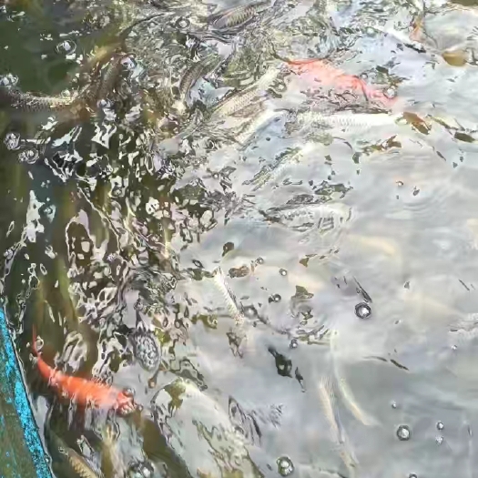 鲤鱼苗  金背稻花鲤鱼，良种鲤鱼，通威鲤鱼