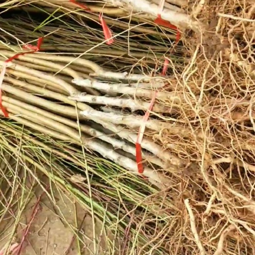 平邑县蜜桃树苗