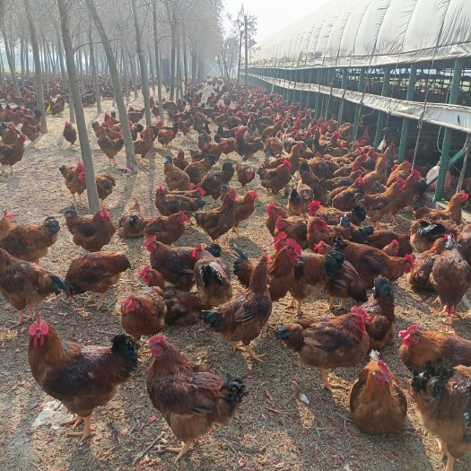 临颍县红玉散养6个月粮食喂养