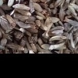 常州中药材批发，代购，代销地产中药材，种苗，种籽，