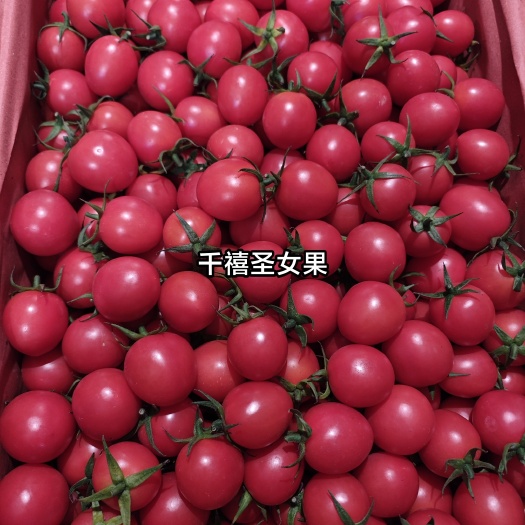 红/千禧圣女果批发.量大从优.口感好