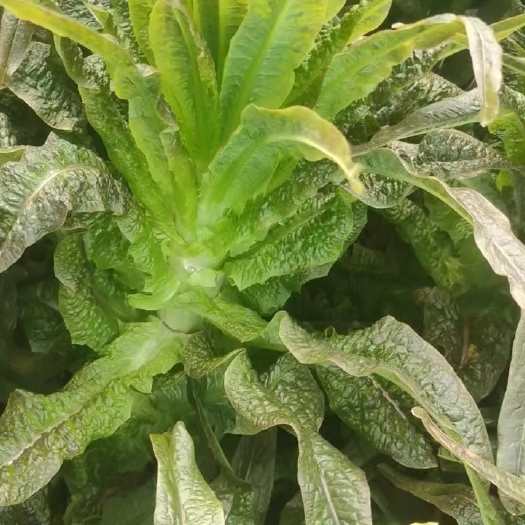 宿州虎一二的货。