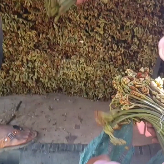 泸水市云南怒江泸水蕨菜