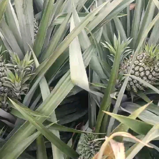 遂溪县统货，菠萝，火龙果，玉米
