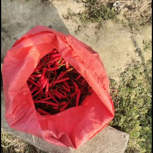 博白县辣椒