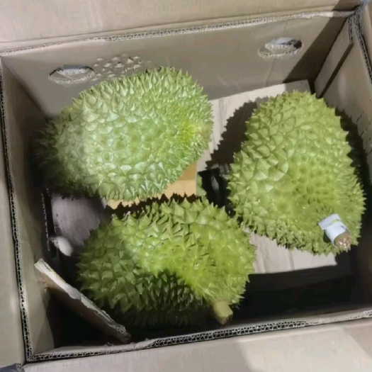 南宁金枕