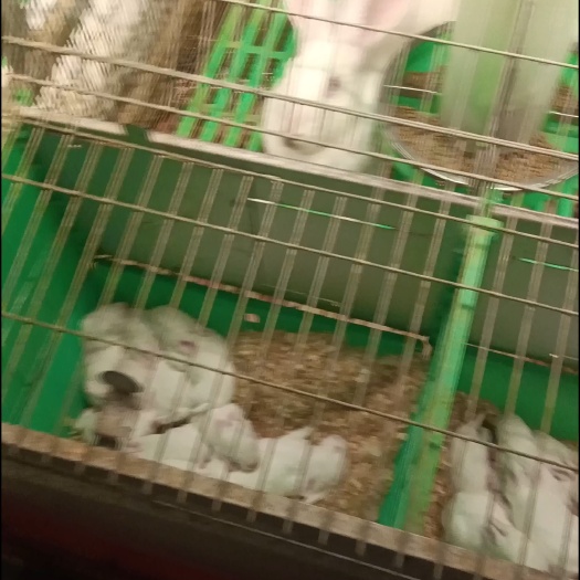 四会市肉兔