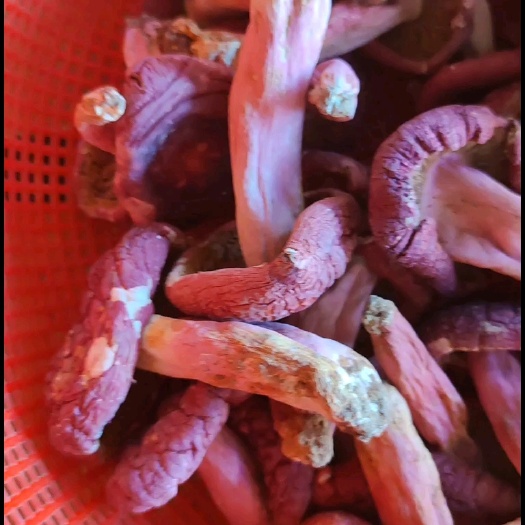 梧州广西梧州野生红菇精品红菇纯正野生货