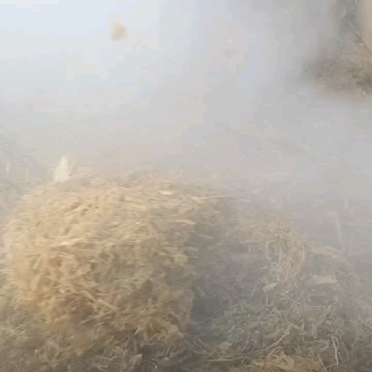广平县二次粉碎揉丝青储牛羊草料适口性更佳