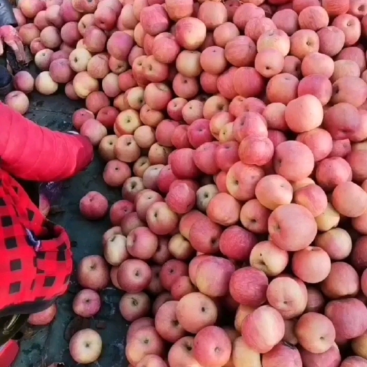 绥中县绥中陆地富士