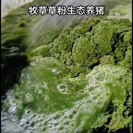成都以草代粮-牧草绿色生态养殖，降本增效。#三农 #热研四号王草
