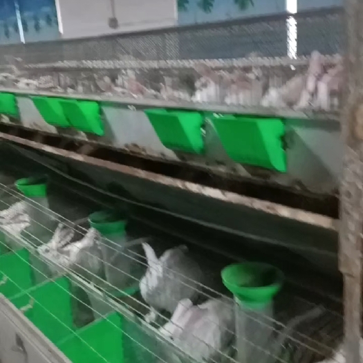 四会市白兔