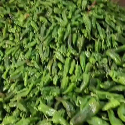 夏邑县301辣椒，