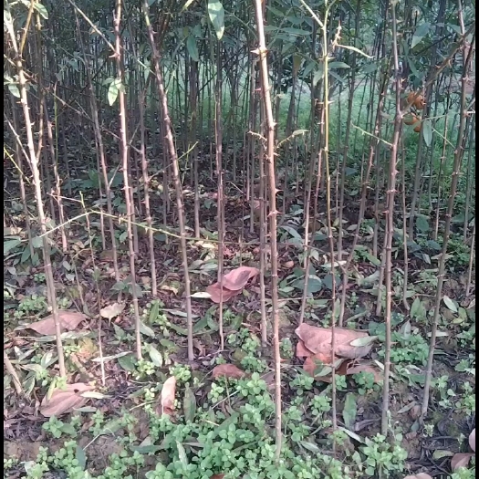 苍溪县九叶青花椒苗  九叶青，大红袍花椒苗，现挖现发，下单备注品种