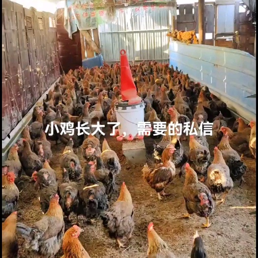 夏县散养母鸡