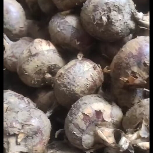 柳州桂林马蹄。清甜可口。10-15个一斤左右。大通货