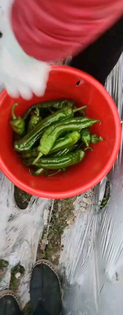 于都县泡椒